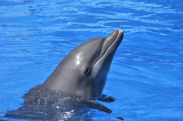 Delfín Nadando Agua Azul — Foto de Stock