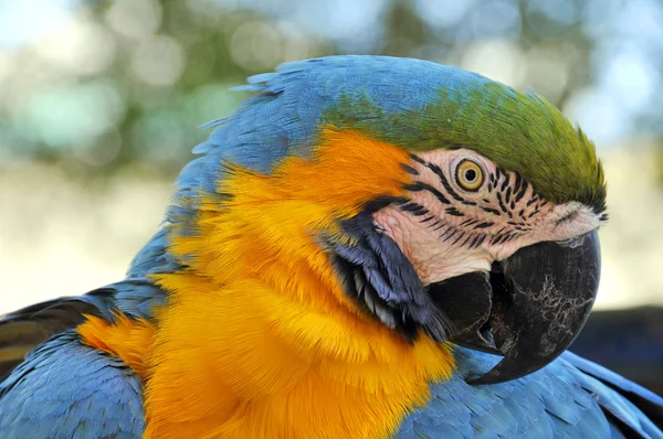 The Blue-and-Yellow Macaw, also known as the Blue-and-Gold Macaw, is a large blue (top parts) and yellow South American parrot, a member of the large group of Neotropical parrots known as macaws