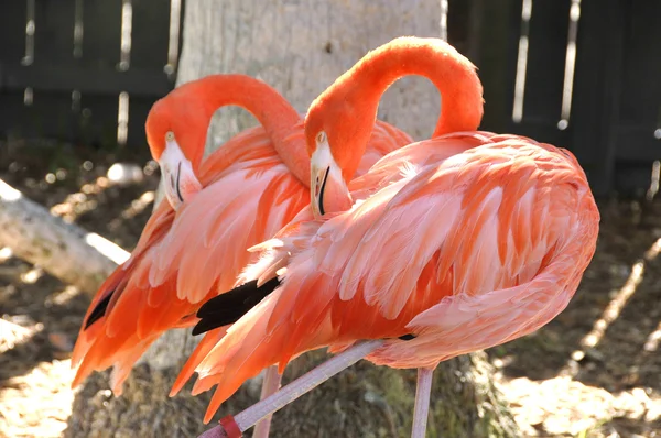 Två Rosa Flamingos Nära Håll — Stockfoto