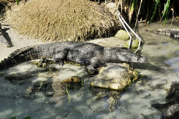 Cocodrilo Parque Nacional Everglade — Foto de Stock