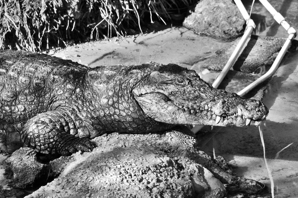 Alligator Everglade Nationalpark — Stockfoto