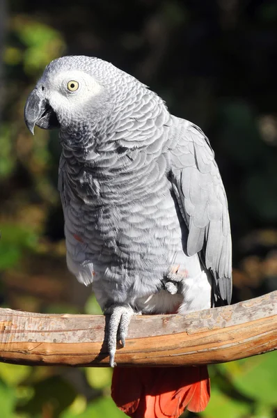 Loro Gris Africano Psittacus Erithacus También Conocido Como Loro Gris — Foto de Stock