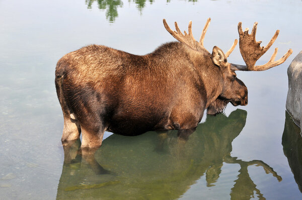 Moose (North America) or elk (Eurasia) is the largest extant species in the deer family. Moose are distinguished by the broad, flat (or palmate) antlers of the males