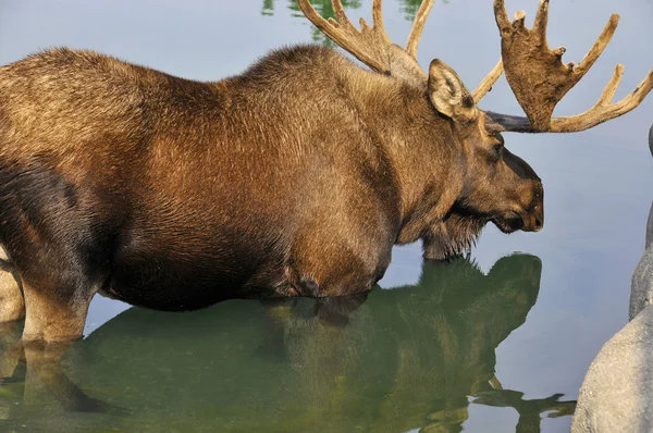 Moose Norteamérica Alce Eurasia Especie Más Grande Existente Familia Los —  Fotos de Stock