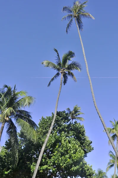 Fluffy palm tree forest on sunny blue sky background. Palm tree crown with green leaf on sky. Coco palm tree view from ground. Palm leaf card template. Summer travel banner. Exotic island nature image