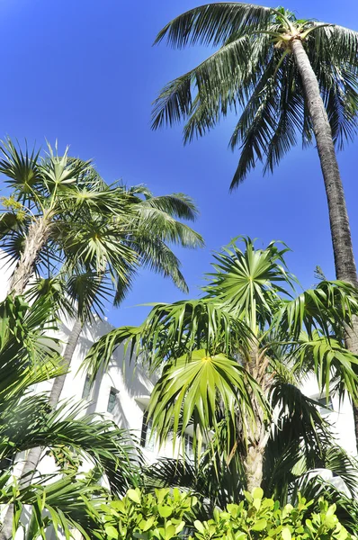 Сценічний Вид Плантації Пальмових Гаїв Тропічному Узбережжі Провінції Чумфон Таїланд — стокове фото