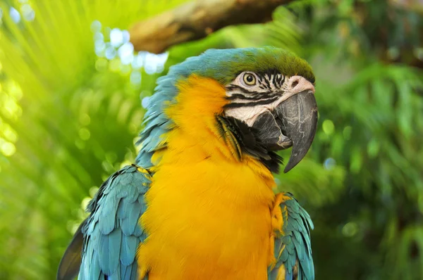 Great Green Macaw Also Known Buffon Macaw Great Military Macaw — Stock Photo, Image