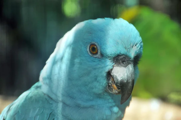 Blue Parrot Zoo — Stock Photo, Image