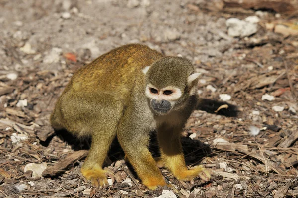 Μαϊμού Που Κάθεται Στο Έδαφος — Φωτογραφία Αρχείου