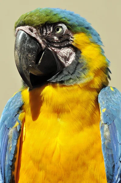 Guacamayo Azul Amarillo También Conocido Como Guacamayo Azul Dorado Gran — Foto de Stock