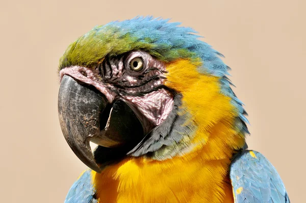 Blue Yellow Macaw Also Known Blue Gold Macaw Large Blue — Stock Photo, Image