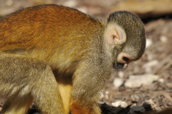 Macacos Esquilo Vivem Nas Florestas Tropicais América Central Sul Camada — Fotografia de Stock