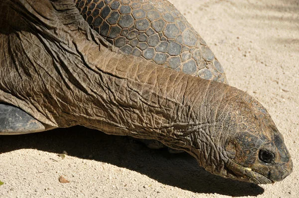 Wilde Schildkröten Der Natur Aus Nächster Nähe — Stockfoto