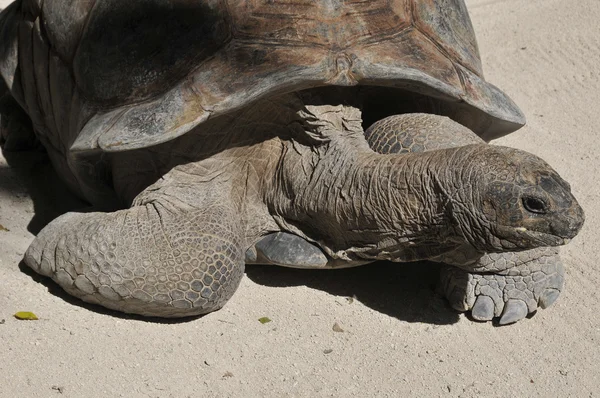 Wilde Schildkröten Der Natur Aus Nächster Nähe — Stockfoto
