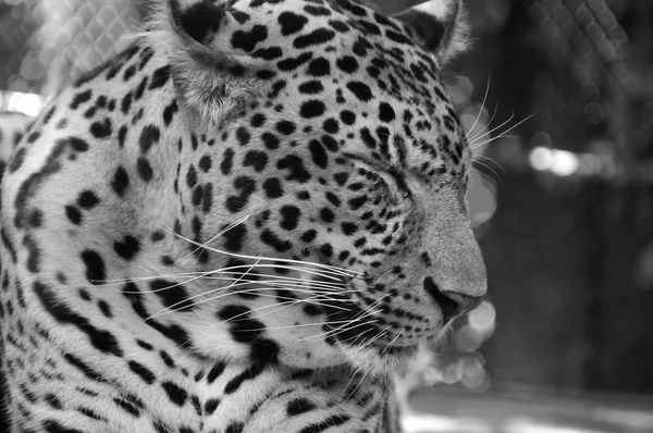 Primer Plano Leopardo — Foto de Stock