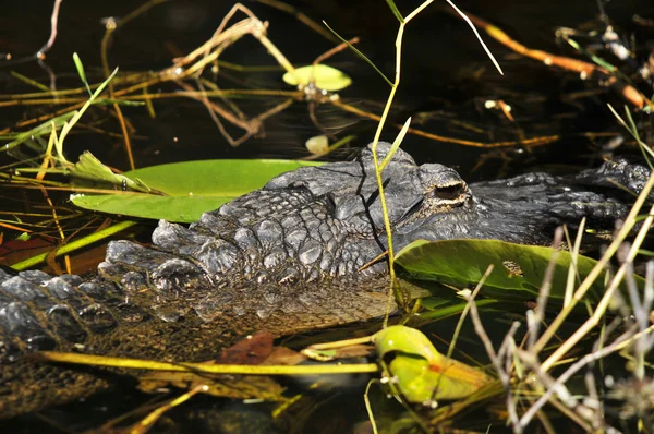 Alligator Everglade Parque Nacional — Fotografia de Stock