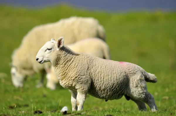 Sheep Quirain Isola Skye Scozia Regno Unito — Foto Stock