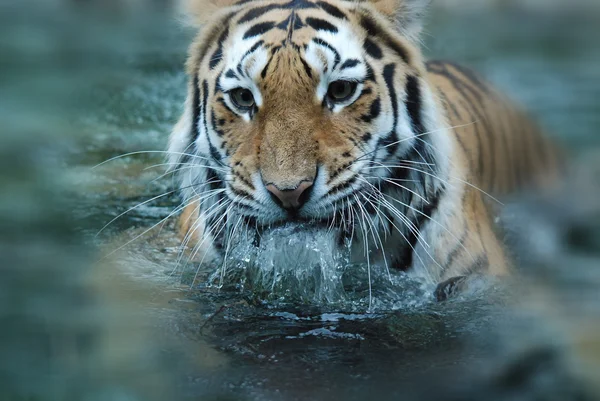Close Tigre Fundo Bokeh — Fotografia de Stock