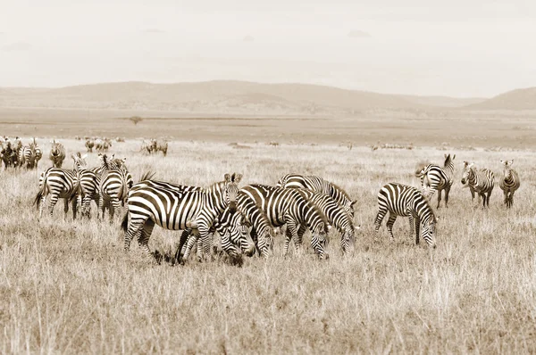 Zebras Amboseli National Park Раніше Відомий Maasai Amboseli Game Reserve — стокове фото