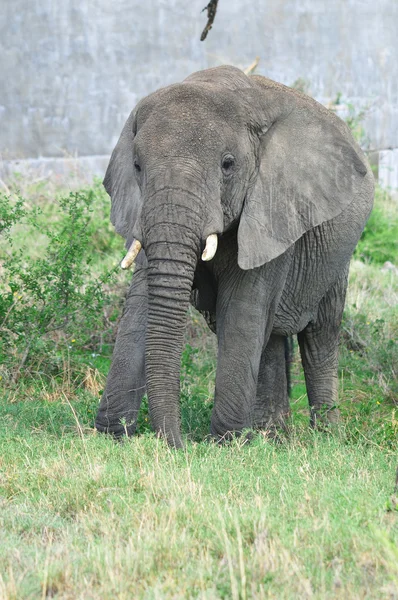 Éléphant Dans Parc National Serengeti Tanzanie — Photo