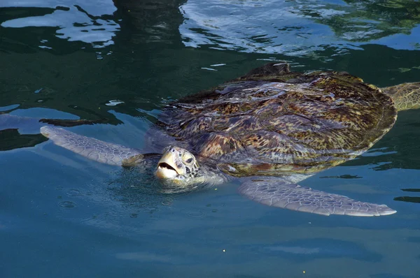 Meeresschildkröte Ragt Zum Atmen Den Kopf Aus Dem Wasser — Stockfoto