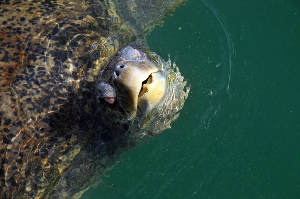 Meeresschildkröte Ragt Zum Atmen Den Kopf Aus Dem Wasser — Stockfoto