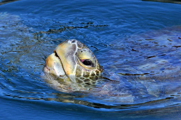 Meeresschildkröte Ragt Zum Atmen Den Kopf Aus Dem Wasser — Stockfoto