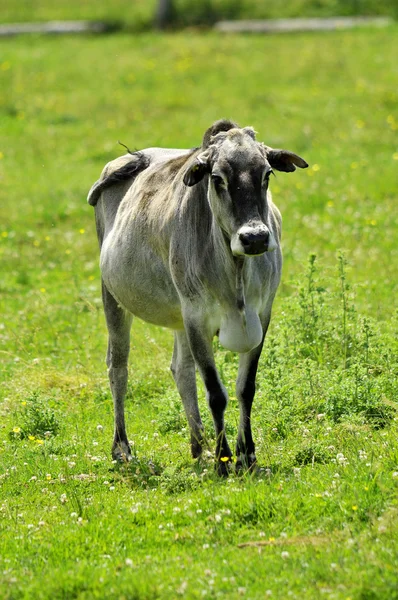 Βοοειδή Zebu Οποία Μερικές Φορές Είναι Γνωστά Βοοειδή Την Ονομασία — Φωτογραφία Αρχείου