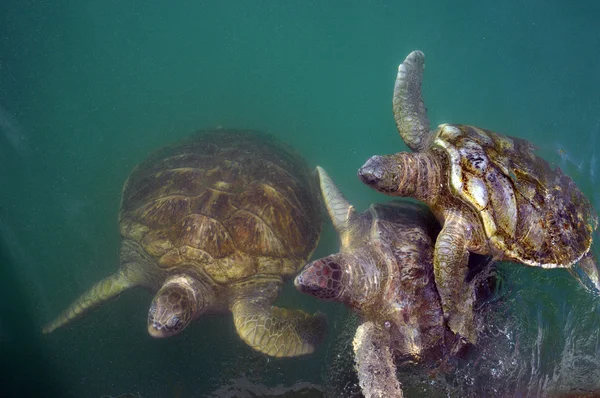 Meeresschildkröte Ragt Zum Atmen Den Kopf Aus Dem Wasser — Stockfoto