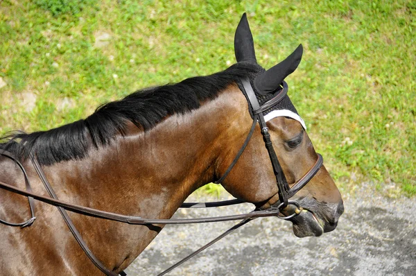 Bromont Canada July Thoroughbred Horse Close 2012 International Bromont July — Fotografia de Stock