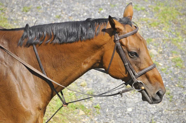 Bromont Canada July Thoroughbred Horse Close 2012 International Bromont July — Fotografia de Stock