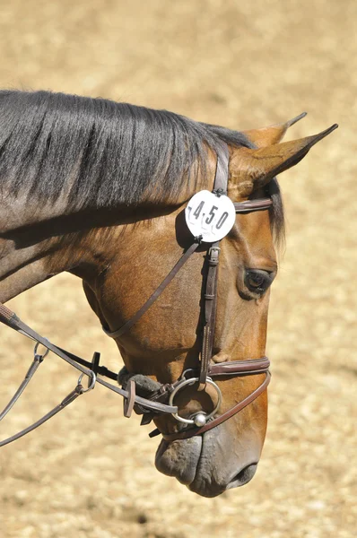 Bromont Canada July Thoroughbred Horse Close 2012 International Bromont July — Stockfoto