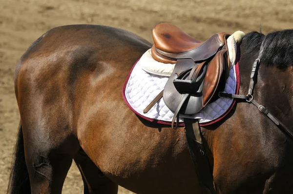 Bromont Canada July Thoroughbred Horse Close 2012 International Bromont July — Stock fotografie