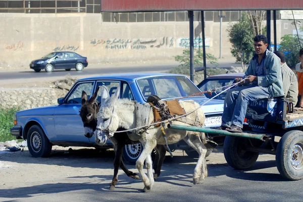 Kairo Egypten November Dålig Man Vårdande Handelsvaror Buggy Pull Åsna — Stockfoto
