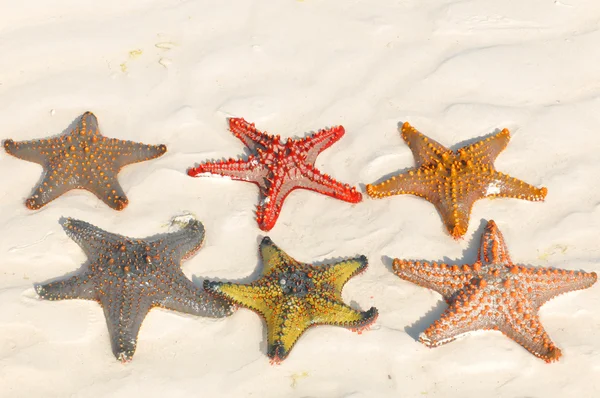 Zanzibar Tanzania Starfish Sea Stars Echinoderms Belonging Class Asteroidea Names — Stock Photo, Image