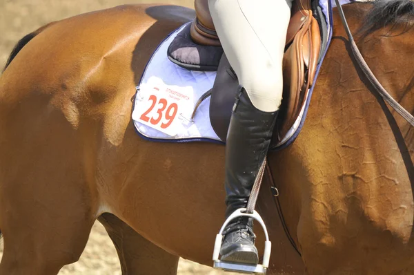 Bromont Canada July Thoroughbred Horse Close 2012 International Bromont July — Fotografia de Stock