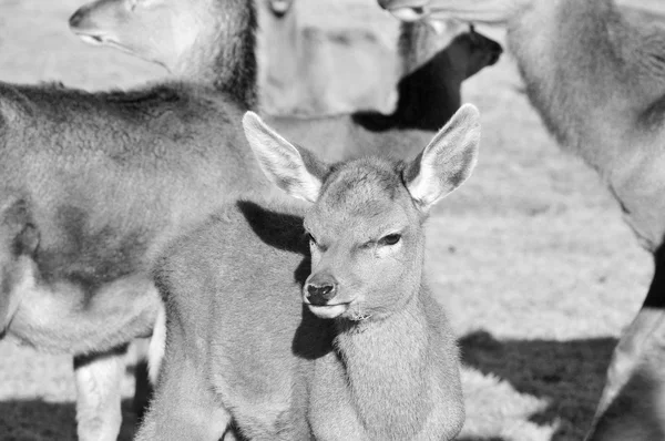 New Zealand Red Deer Red Deer Ruminants Characterized Even Number — Stock Photo, Image