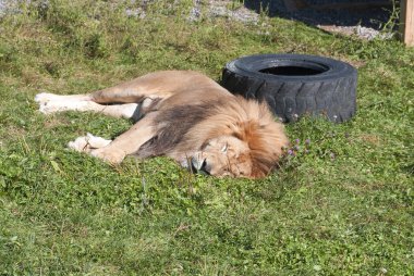 Beyaz aslan, aslanın nadir görülen bir renk mutasyonudur. 2009 'a kadar beyaz aslanların ilk sürüsü vahşi doğaya geri dönene kadar beyaz aslanın vahşi doğada hayatta kalamayacağına inanılıyordu.