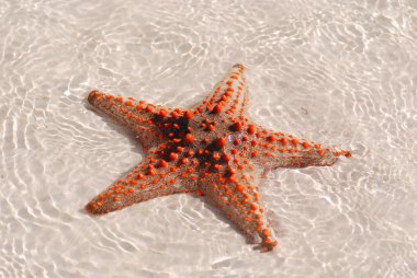 Zanzibar, Tanzanya denizyıldızı veya deniz yıldızları Asteroidea sınıfına ait ekodermlerdir. 