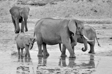 Amboseli Ulusal Parkı 'ndaki filler, eski adıyla Maasai Amboseli Oyun Rezervi, Kenya' nın Rift Valley Eyaleti 'nde yer alır. Kenya-Tanzanya sınırına yayılan ekosistem.