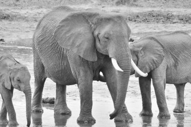 Amboseli Ulusal Parkı 'ndaki filler, eski adıyla Maasai Amboseli Oyun Rezervi, Kenya' nın Rift Valley Eyaleti 'nde yer alır. Kenya-Tanzanya sınırına yayılan ekosistem.