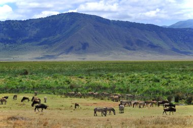Tanzanya 'daki güzel savana manzarası