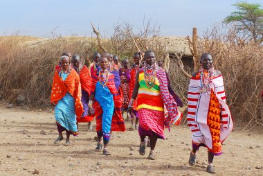 AMBOSELI, KENYA - 13 OCT: Masai kabilesinden tanımlanamayan Afrikalı insanlar Kenya 'nın Masai Mara kentinde 13 Ekim 2011' de geleneksel bir atlama dansı yapmaya hazırlanıyorlar. Onlar göçebe ve küçük köylerde yaşıyorlar..