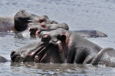 Afrika savanındaki sudaki su aygırı.