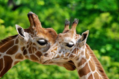 Berlin Hayvanat Bahçesi zürafası (Giraffa camelopardalis), Afrika 'da yaşayan tek ayak parmaklı bir memeli türü..