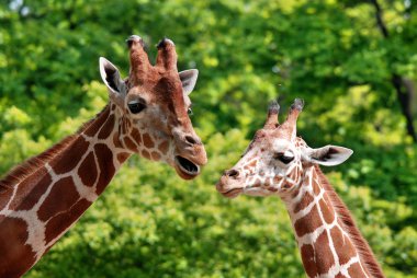 Berlin Hayvanat Bahçesi zürafası (Giraffa camelopardalis), Afrika 'da yaşayan tek ayak parmaklı bir memeli türü..