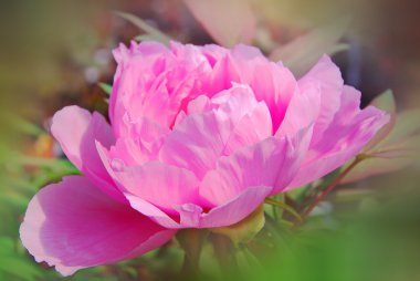 Çiçeğin adı Iris. Yeşil yapraklardan oluşan bir arka planda mor çiçek.