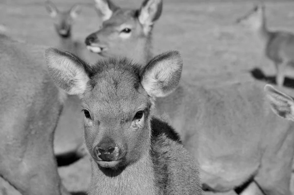 뉴질랜드붉은 New Zealand Red Deer Red Deer 혹평을 동물로 심지어 — 스톡 사진