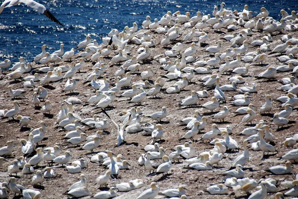 Αποικία Της Βόρειας Gannets Ηλιοθεραπεία Στα Ανοικτά Bonaventure Island Κεμπέκ — Φωτογραφία Αρχείου