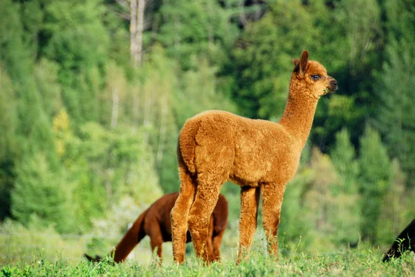 Una Alpaca Vicugna Pacos Una Especie Camélido Sudamericano Parece Una — Foto de Stock